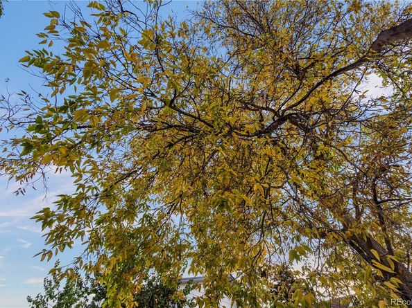 884 S Lewis Street, Lakewood CO 80226