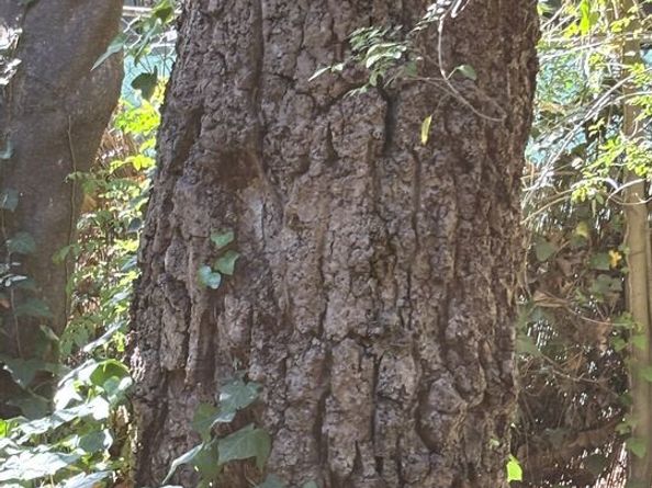 643 Hightree Road, Santa Monica CA 90402