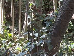 643 Hightree Road, Santa Monica CA 90402