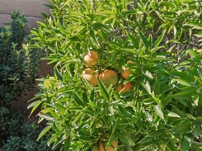 27301 Monforte, Mission Viejo CA 92692