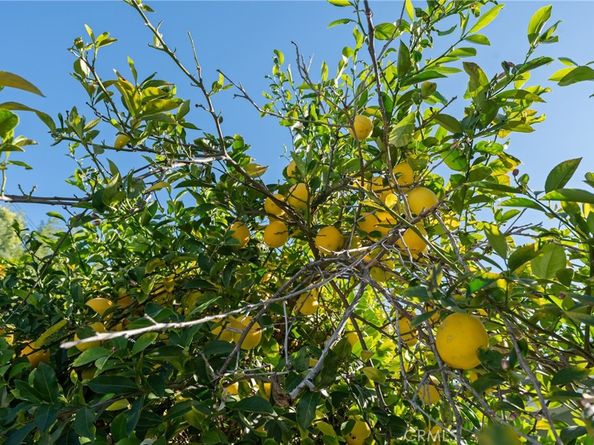 22727 Collins, Woodland Hills CA 91367