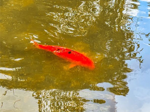 7050 Shoup 163, Canoga Park CA 91303