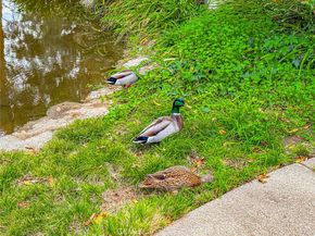 7050 Shoup 163, Canoga Park CA 91303