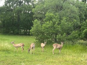 3400 Deer TRL, Georgetown TX 78628