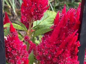 817 4TH Street NE, Washington DC 20002