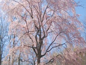 2201 Nobehar Drive, Vienna VA 22181