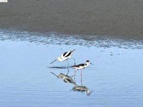 3365 Los Prados St, San Mateo CA 94403