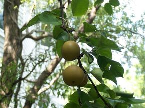 89 University Road, Brookline MA 02445