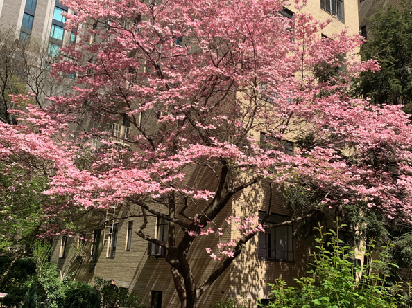 250 West 24th Street 1CW, New York NY 10011