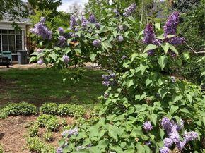 1680 Magnolia Street, Denver CO 80220