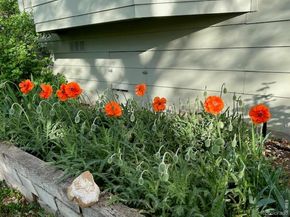 518 W Cactus Court, Louisville CO 80027