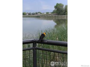 804 Summer Hawk Drive 9105, Longmont CO 80504