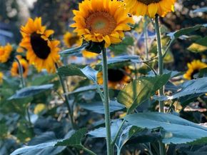 3630 N Fillmore Street, Denver CO 80205