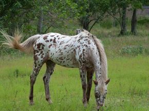 16324 Haynie Lane, Jupiter FL 33478