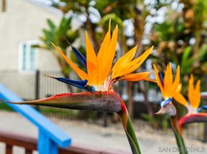 944 Missouri St., San Diego CA 92109