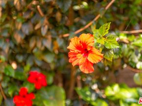 21322 Hillside Drive, Topanga CA 90290