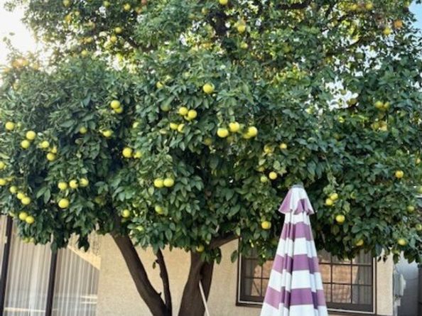 10218 Gaviota Avenue, North Hills CA 91343