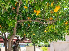 1954 N Garfield Avenue, Pasadena CA 91104