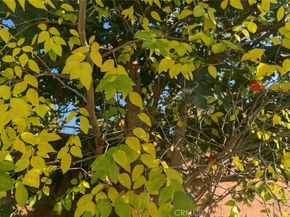 1019 W Pine, West Covina CA 91790