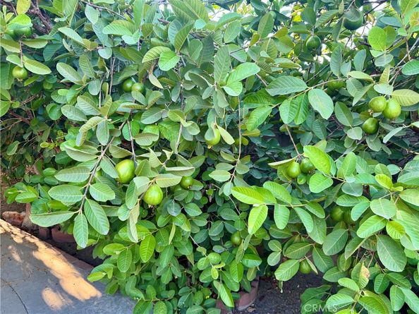 1019 W Pine, West Covina CA 91790