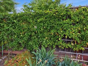 1709 Canna Lane, San Jose CA 95124