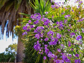 1022 E Santa Inez Avenue, San Mateo CA 94401