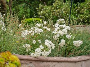 780 Calabasas Road, Watsonville CA 95076