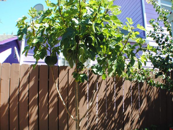 10468 West Court, Oakland CA 94603