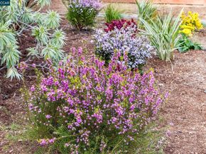 1651 Green Valley Rd., Danville CA 94526