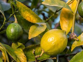 7607 Valentine St, Oakland CA 94605