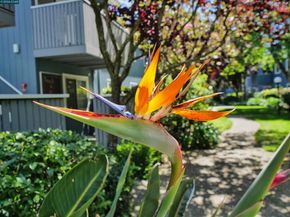 405 Piccadilly Place 24, San Bruno CA 94066
