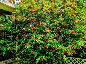 11240 Reveille Rd, Cooper City FL 33026