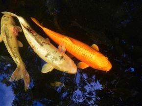 567 Gage Lane, San Diego CA 92106