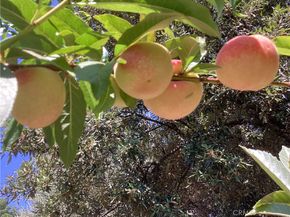 17147 Vintage, Northridge CA 91325