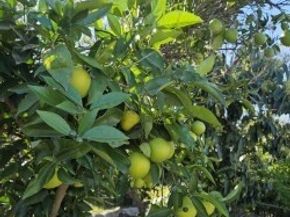 3320 Reynolds, Santa Barbara CA 90032