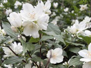 8 Harper Avenue, Montrose NY 10548