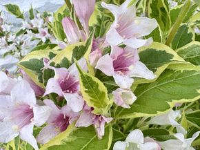 8 Harper Avenue, Montrose NY 10548