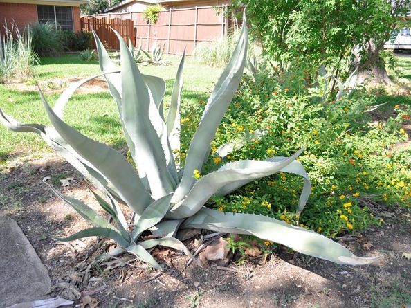 704  Ridgedale Drive , Richardson Texas 75080