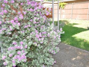 704  Ridgedale Drive , Richardson Texas 75080