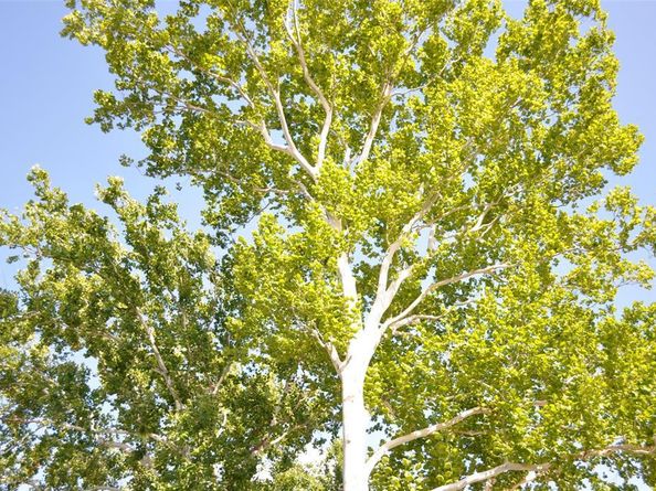 704  Ridgedale Drive , Richardson Texas 75080