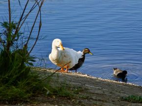 12525 Julian Avenue, Lakeside CA 92040