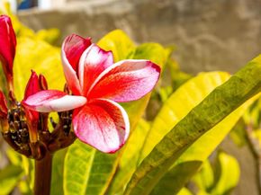 631 Concerto Glen, Escondido CA 92025