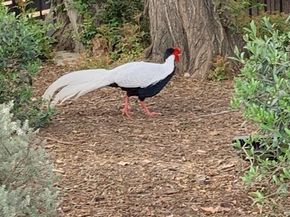 2173 Orchard Drive, Newport Beach CA 92660