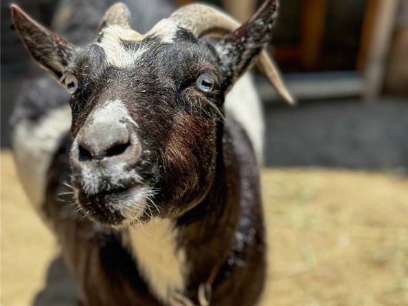 2173 Orchard Drive, Newport Beach CA 92660