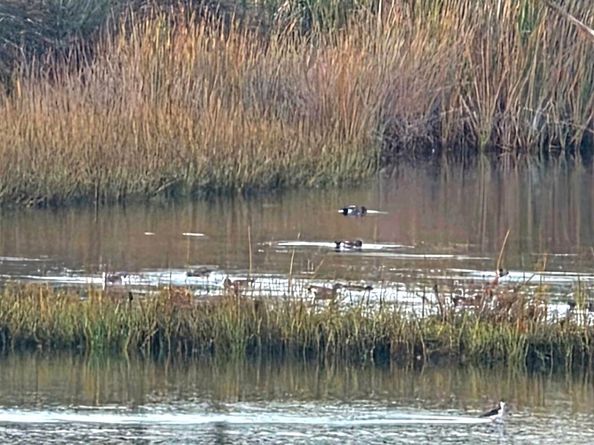 2666 Worden 8, San Diego CA 92110