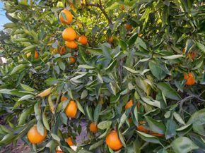 10310 Fuerte Drive, La Mesa CA 91941