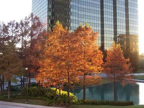 5005 Hidalgo Street 601, Houston TX 77056