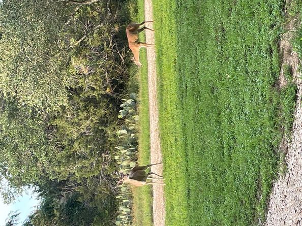 4217 Kellywood DR, Austin TX 78739