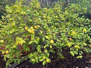 525 Wellington Drive, San Carlos CA 94070