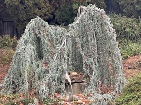 525 Wellington Drive, San Carlos CA 94070